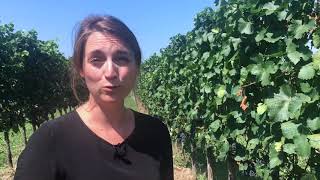 Zweigelt wine guide vineyard interview with Austrian winemaker Christina Netzl [upl. by Nonez]