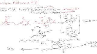 CHEM 407  Krebs Cycle  3  Mechanisms 2 [upl. by Ahsiekim]