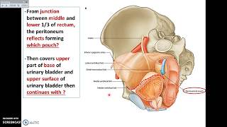 Overview of Pelvis 7  Pelvic Peritoneum  Dr Ahmed Farid [upl. by Ellis]