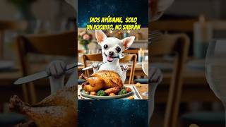 El perrito hambriento 🥘 shortsviral perros mismascotas mascotas chihuahua babypet perros [upl. by Icul]