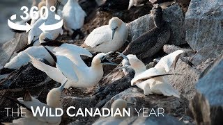 Thousands of Gannets Return to This Rock Ledge in Newfoundland 360 Video  Wild Canadian Year [upl. by Animrelliug411]