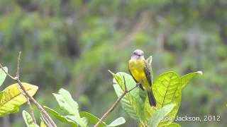 Tropical Kingbird quotSuiririquot  Tyrannus melancholicus [upl. by Bracci100]