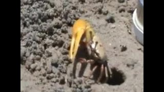 Fiddler crabs woo mates with claw waving and drumming [upl. by Atiuqan529]