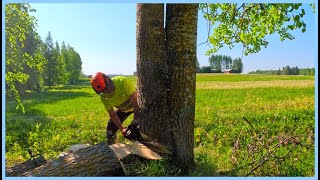 How would YOU cut these trees down [upl. by Roscoe]