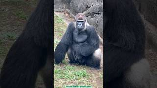 Gorilla 凛々しいモンタ Gorgeous Silverback Monta ゴリラ gorilla [upl. by Walsh]