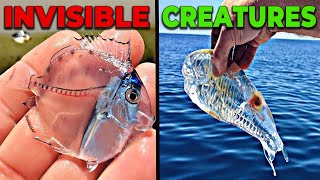 Top 10 Invisible Creatures That Will Impress You  Part 2 [upl. by Geraldine846]