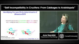 June Nasrallah  quotSelfIncompatibility in Crucifers From Cabbages to Arabdopsisquot [upl. by Curhan]