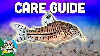 Cory Catfish Care Guide  Aquarium CoOp [upl. by Iramohs]