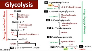 Glycolysis  Carbohydrate Metabolism  Biochemistry [upl. by Georgi]