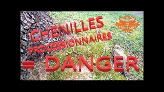 LE DANGER des chenilles processionnaires comment sen protéger [upl. by Olmstead951]