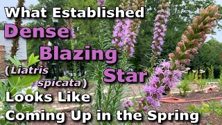 What Established Dense Blazing Star Liatris spicata Looks Like Coming Up in Springtime [upl. by Cheyne]