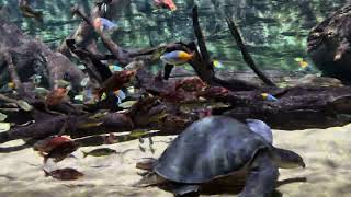 Huge fly river turtle and rainbowfish tank [upl. by Gem]