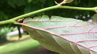 Persian ironwood Parrotia persica  underside of leaves close up  June 2018 [upl. by Kenlee373]