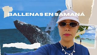 Avistamiento de Ballena en Samaná  Todo lo que debes saber para una Experiencia Inolvidable [upl. by Robins]