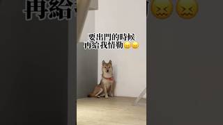 最愛情緒勒索的犬種柴犬。 柴犬 摳摳 寵物日常 小狗日常 [upl. by Philipa]