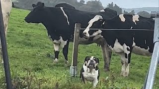 Dog thinks he is a Cow 🤣 Its TIME for RELAX with FUNNY DOG videos [upl. by Gavrilla168]