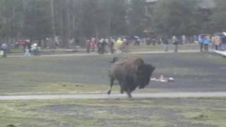 Bison attack at Old Faithful Yellowstone National Park [upl. by Eustacia]