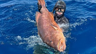 Spearing a big Cubera Snapper offshore [upl. by Denver]