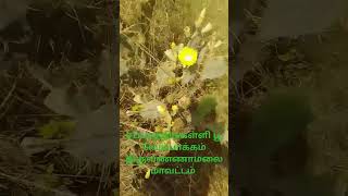 சப்பாத்திக்கள்ளி பூ🌵CactusRegmaTegmenviralnewsytshortsindiaBotanyshortsTiruvannamalaimedia360 [upl. by Rosabella]