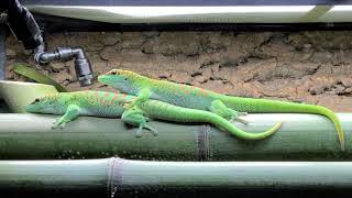 Phelsuma grandis [upl. by Whitcher]