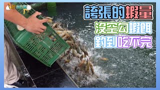 【釣蝦小益思】誇張的蝦量 忙到沒時間勾餌 釣蝦釣到吃不完 釣蝦 i呀我的蛋 新聞 主播 Shrimpfishing エビ釣り 새우 낚시 [upl. by Lasiaf]