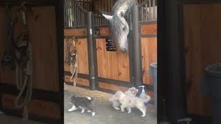 Horse is Perplexed by Border Collie Puppies  ViralHog [upl. by Cummins]