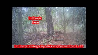 Texas public land 2023 Hunting Luther in BIG Woods Texas [upl. by Tolley367]