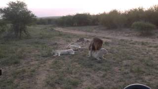 Rare footage of white lions mating [upl. by Carmen]