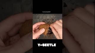 Opening the cocoon of Giant Beetles Female Beetle ASMR [upl. by Enymsaj490]