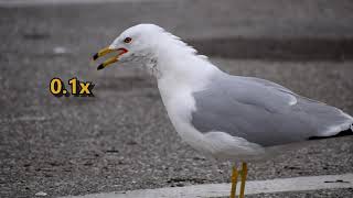 Ringbilled Gull Larus delawarensis call slowed down to 01x speed [upl. by Hollinger160]