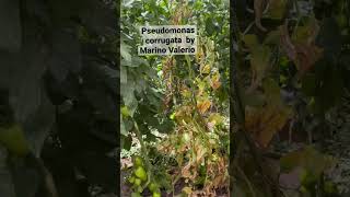 Pseudomonas corrugata agriculture jitomate tomato greenhouse tomatofarming fertilizer [upl. by Yrakaz]