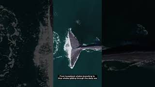 Majestic Whale Moments Incredible Whale Shorts whaleshorts amazingwhales oceanlife [upl. by Atisor]