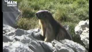 Marmotas en Pirineos Ordesa y Monte Perdido HD [upl. by Croner]