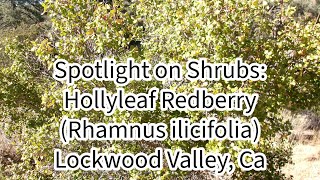 Spotlight on Shrubs Hollyleaf Redberry Rhamnus ilicifolia 102124 Lockwood Valley Ca [upl. by Krute24]