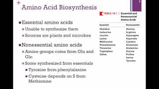 135Overview of Amino Acid Biosynthesis [upl. by Herr]