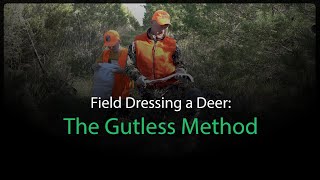 Field Dressing a Deer The Gutless Method [upl. by Elexa]