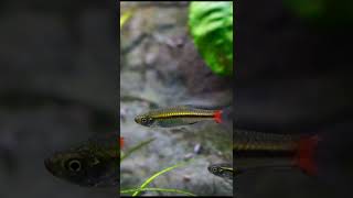 shorts 5 Reasons You Need Brilliant Green Rasboras [upl. by Orimlede163]