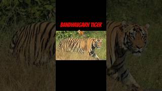 Bandhavgarh 🐅National park tiger ki videotodaymorning Safari 🐯trending tiger viralshort wildlife [upl. by Kingdon]