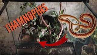 Objectif THAMNOPHIS SIRTALIS [upl. by Tennes]