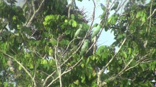 Birds of Peru Mealy parrots  Amazona farinosa [upl. by Yentrac]