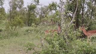 Impala Rams fighting each other [upl. by Ginsburg]