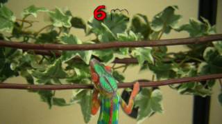 Chameleons for sale  How a panther chameleon develops its first colors [upl. by Sanalda]