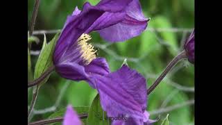 Clématite integrifolia Blue Pirouette® Zobluepi by clematitenet [upl. by Anavlis]