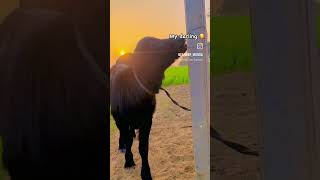 Katdi🐂 desi viralvideo trending farming life like subscribe [upl. by Nitsoj999]