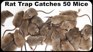 Catching 50 Mice 2 Rats and A Chipmunk With An Incredible Italian Rodent Trap Mousetrap Monday [upl. by Waltner]