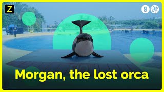 Orca Morgans life in captivity [upl. by Ycrep875]