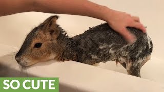 Patagonian mara makes adorably cute noises during bath [upl. by Howes]