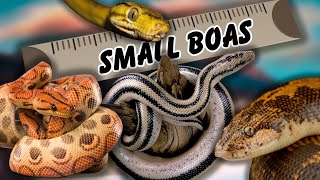 7 Amazing BOA Species That Stay SMALL [upl. by Aicaca]