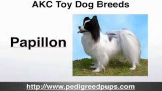 AKC Toy Dog Breeds  AKC Toy Dogs  Toy Dogs [upl. by Livvy82]