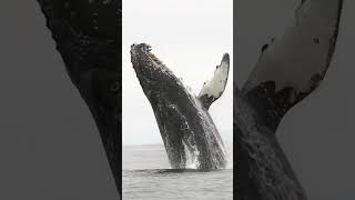 blue whale jumping out of water whale closeup trending shorts [upl. by Innaig]